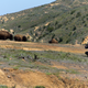 Illustration for article titled The Odd Tale of the Hollywood Bison and the Quest to Save It